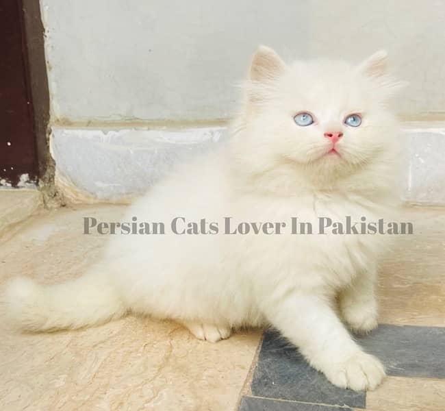 Top Quality Blue Eyes Persian Kitten 1