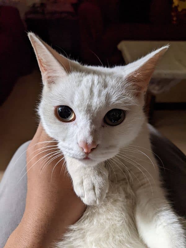 White Female Persian Cat !Urgent Sale! 2