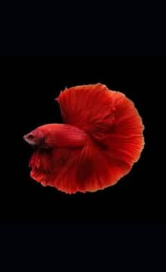 Live betta fish for sale best sale