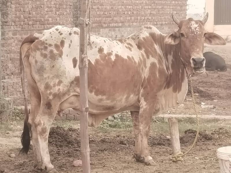 1 Cow Cholistani for Sale 2nd delivery 0