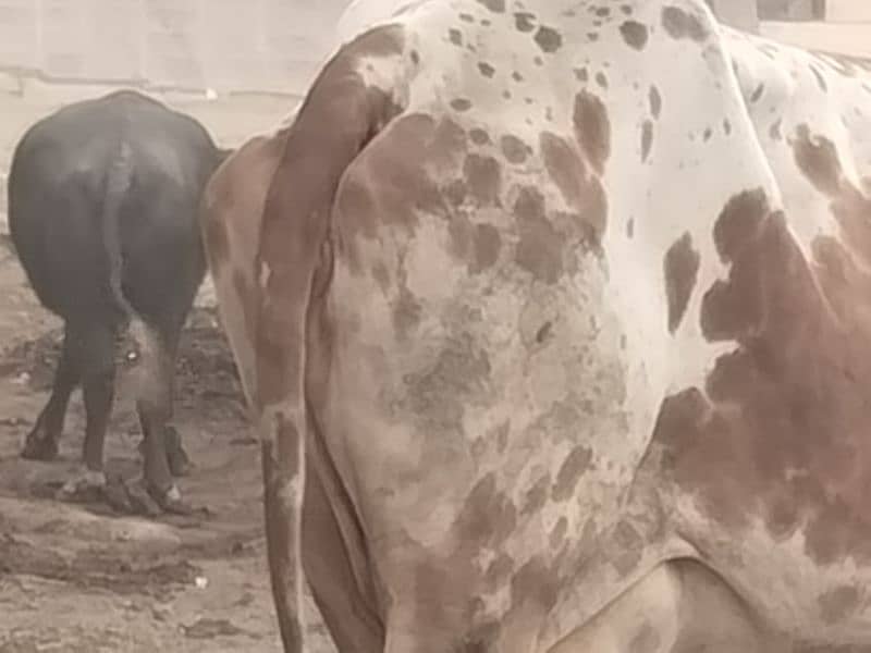 1 Cow Cholistani for Sale 2nd delivery 1