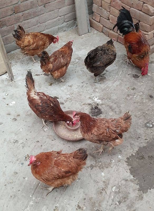 MashAllah Full healthy and active Eggs deti Desi Murgiyan for sale 1