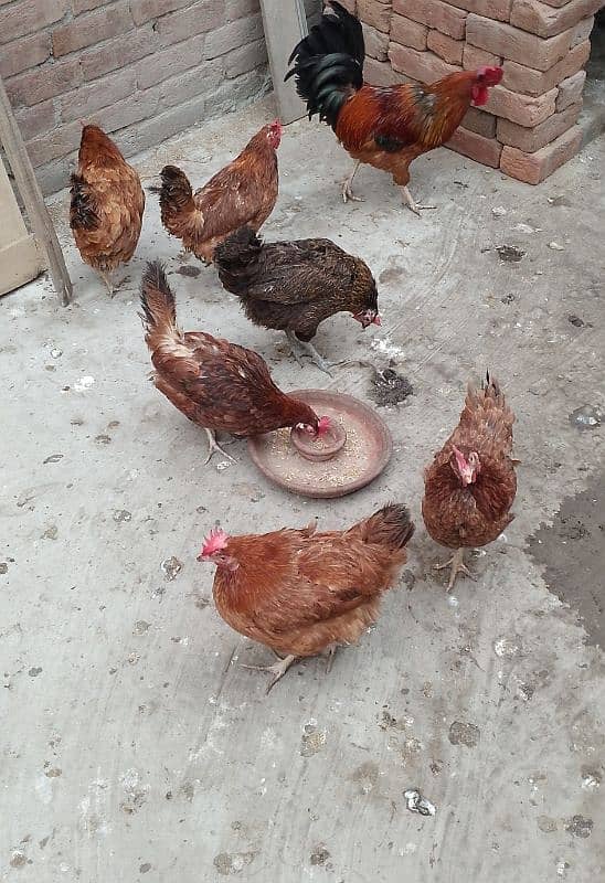 MashAllah Full healthy and active Eggs deti Desi Murgiyan for sale 2