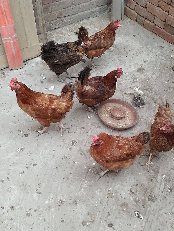 MashAllah Full healthy and active Eggs deti Desi Murgiyan for sale 3