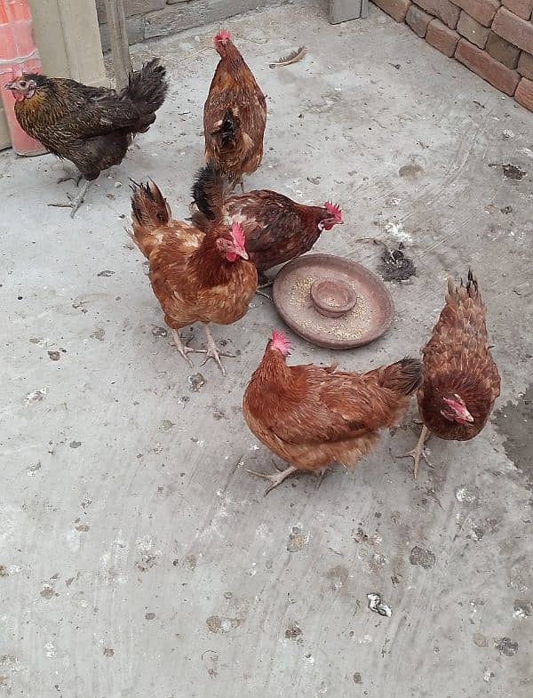 MashAllah Full healthy and active Eggs deti Desi Murgiyan for sale 4