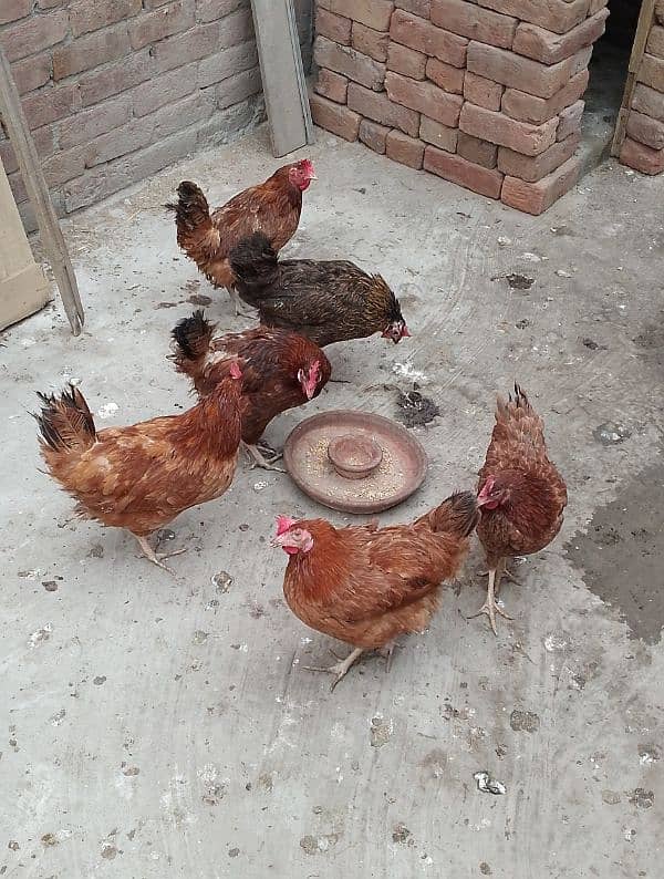 MashAllah Full healthy and active Eggs deti Desi Murgiyan for sale 5