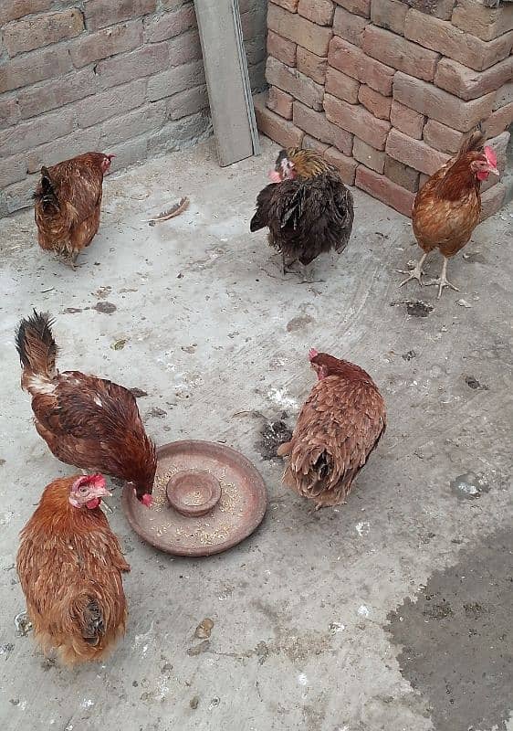 MashAllah Full healthy and active Eggs deti Desi Murgiyan for sale 6