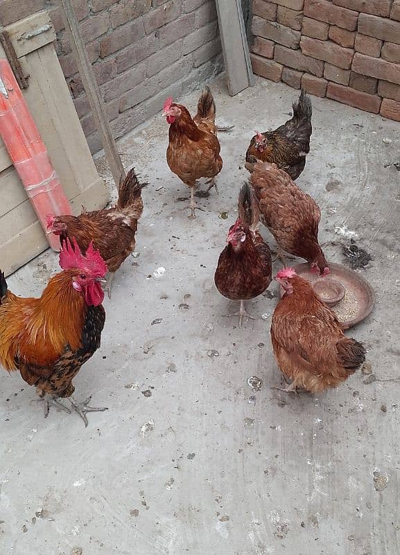 MashAllah Full healthy and active Eggs deti Desi Murgiyan for sale 7