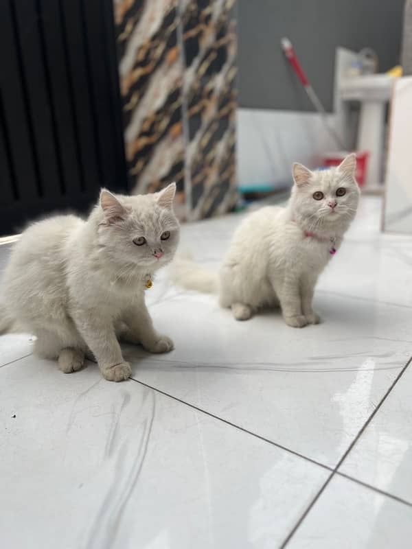 Beautiful cats pair for sale ( male +  female ) 1