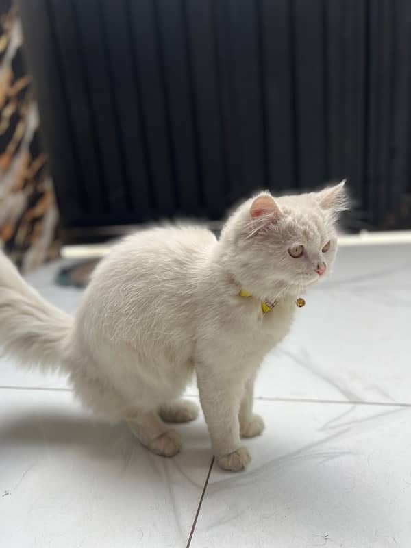 Beautiful cats pair for sale ( male +  female ) 6