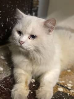 Persian male cat