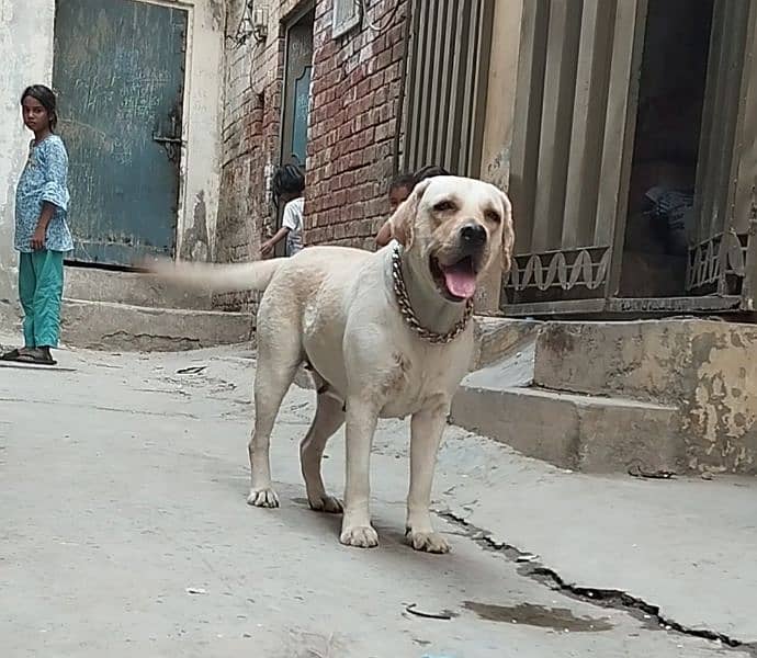 Labrador Breeder Female For Sale 0