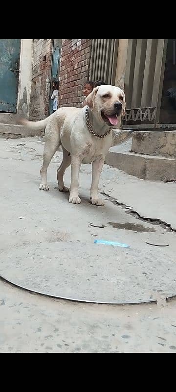 Labrador Breeder Female For Sale 1