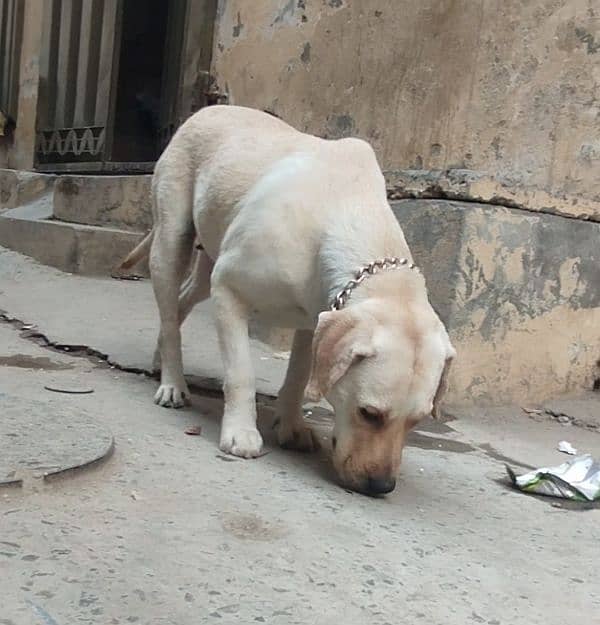 Labrador Breeder Female For Sale 2