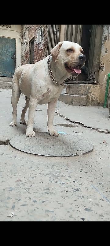 Labrador Breeder Female For Sale 3