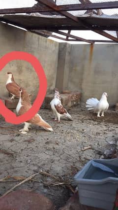 sherazi pigeon/lal sherazi kabutar breeder female