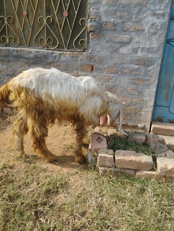 white bakra for sale 1