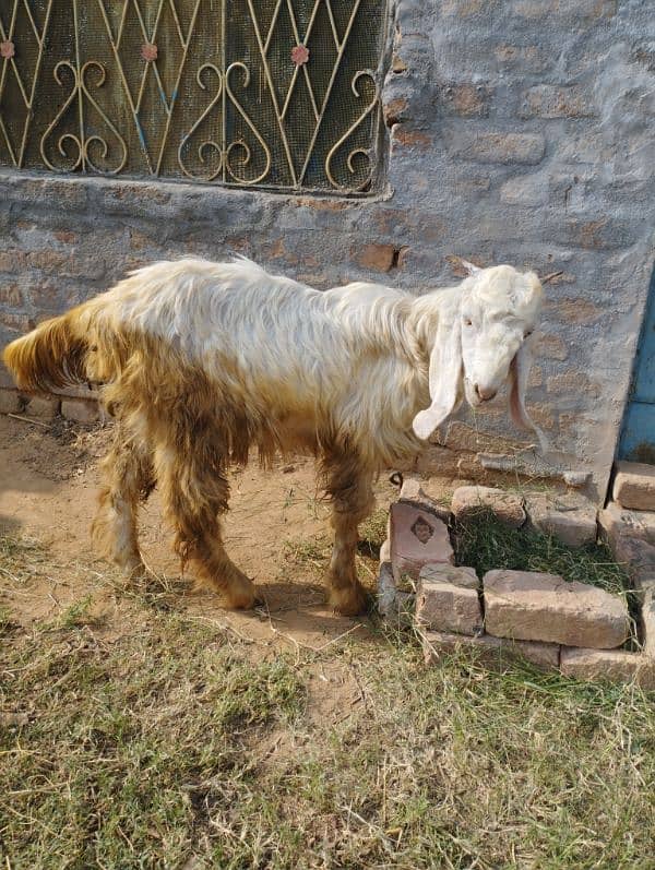 white bakra for sale 2