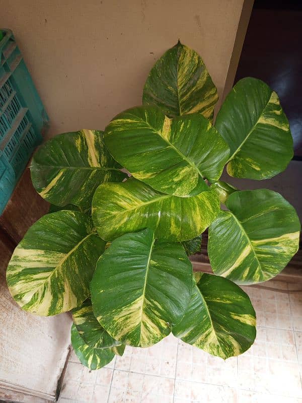 Money plant with big leaves for sale 0