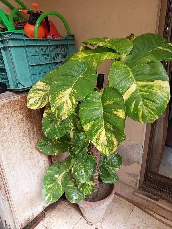 Money plant with big leaves for sale 1