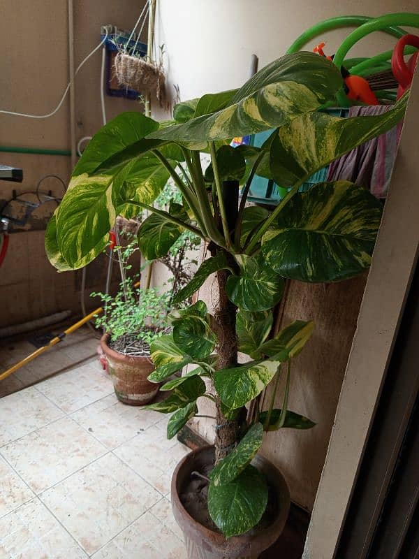 Money plant with big leaves for sale 2