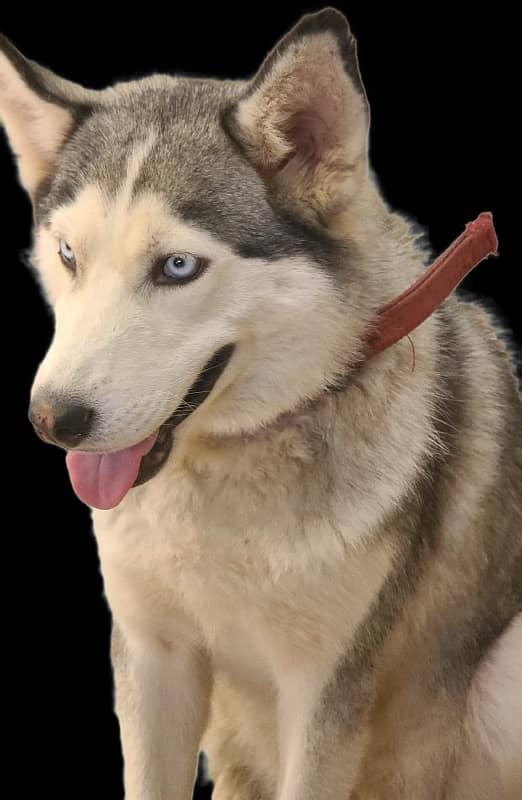 blue eyes husky 0