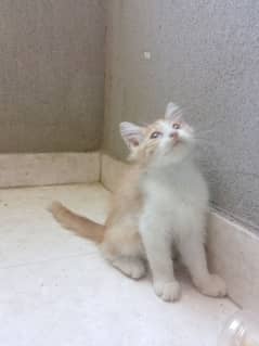 semi Persian kitten