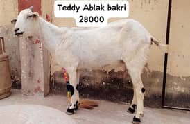 Teddy bakri