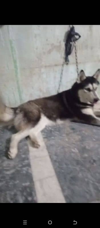 husky breeder female for sale urgent 1