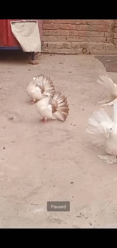 red tail chiks pair available active and healthy