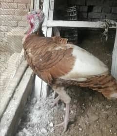 Red bourbon turkey male breeder