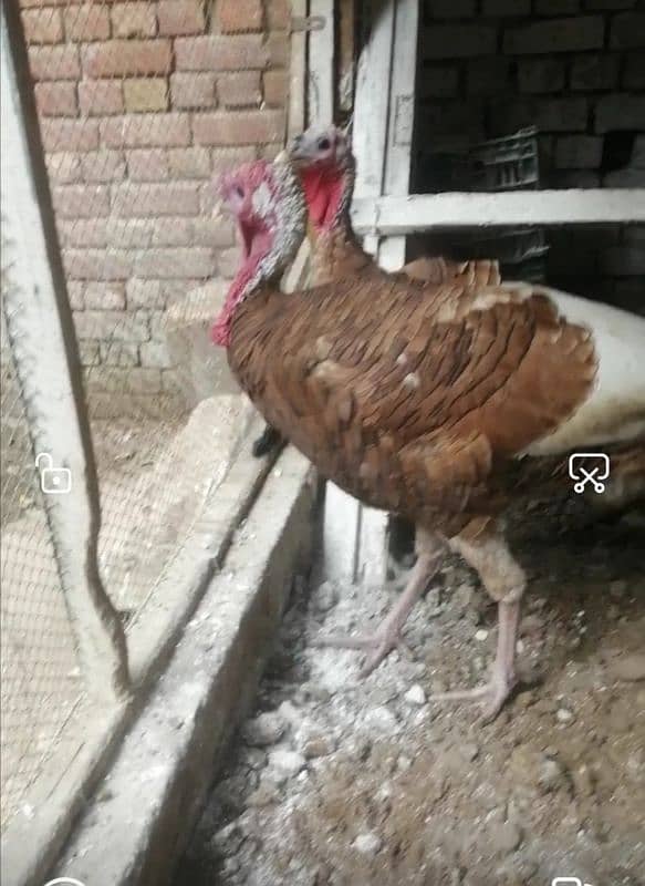 Red bourbon turkey male breeder 2