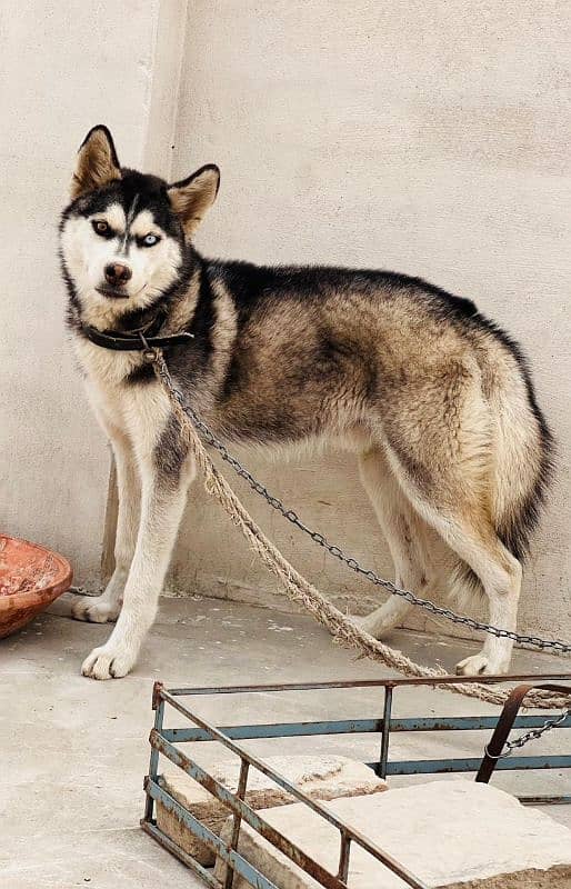 husky dog 1