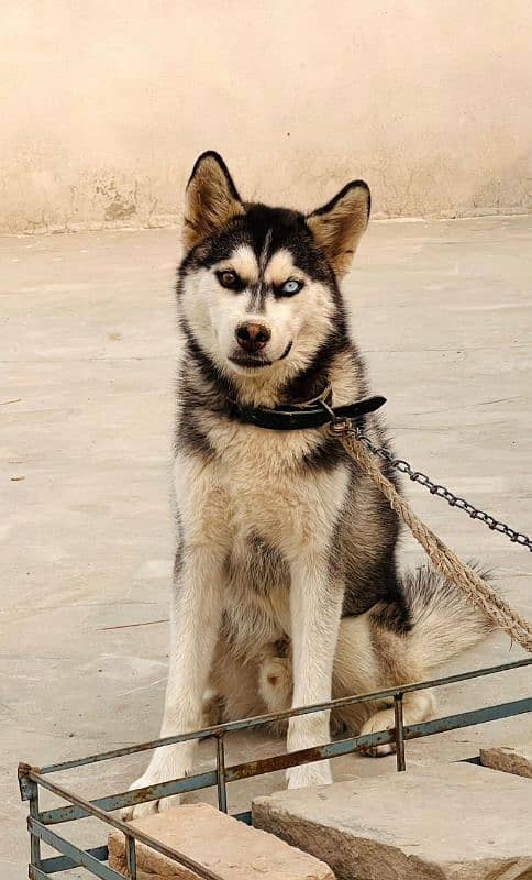 husky dog 3