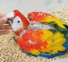 red macaw parrot for sale age 4 month