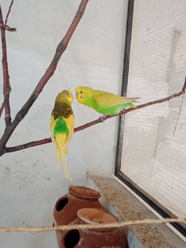 Australian budgie 2