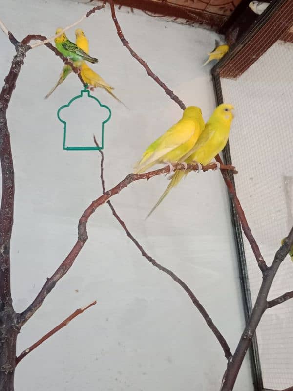 Australian budgie 3