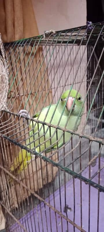 green parrot 1