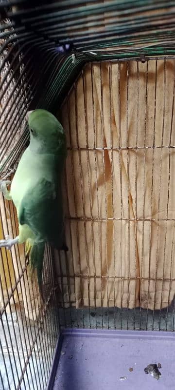 green parrot 2