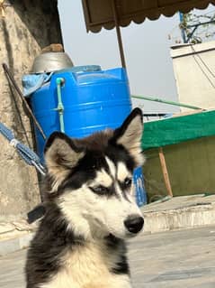 Strong and Stunning 7-Month wooly coated Husky Looking for a New Home