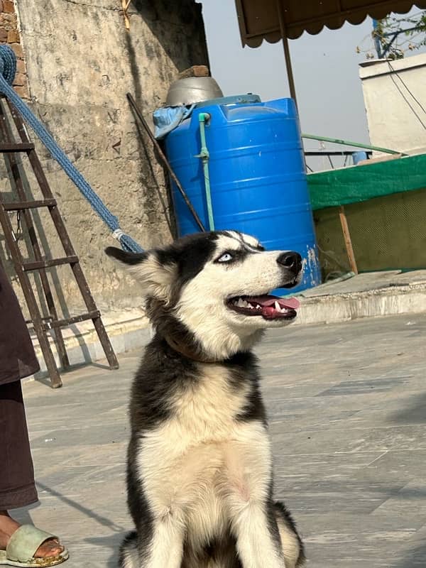 Strong and Stunning 7-Month wooly coated Husky Looking for a New Home 1