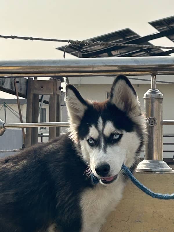 Strong and Stunning 7-Month wooly coated Husky Looking for a New Home 3