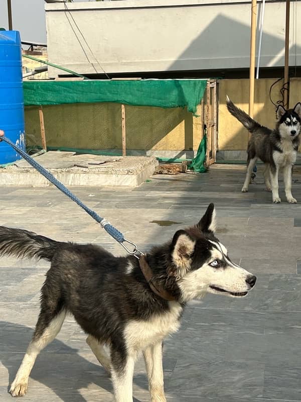 Strong and Stunning 7-Month wooly coated Husky Looking for a New Home 4