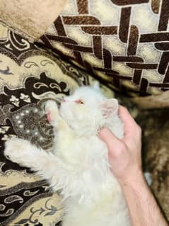 2 White Triple coated Male persian cat