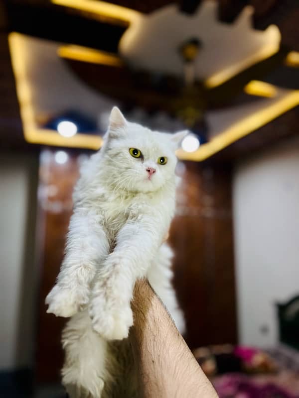 2 White Triple coated Male persian cat 1