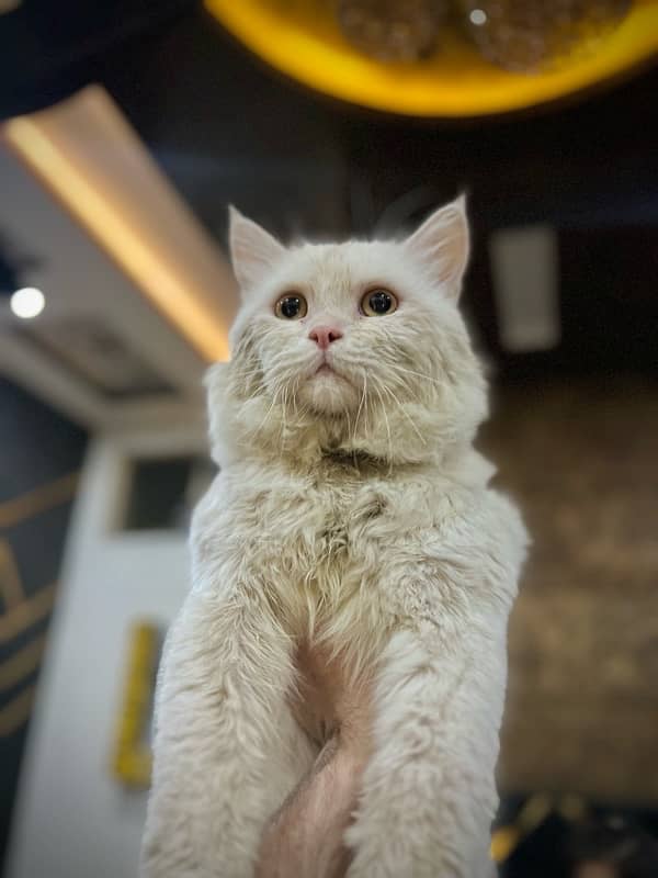 2 White Triple coated Male persian cat 3