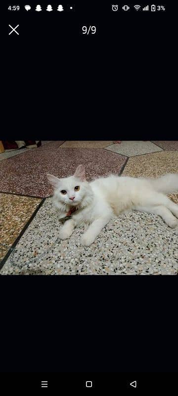 parsian male cat sale Karna hai 8 month ka 2