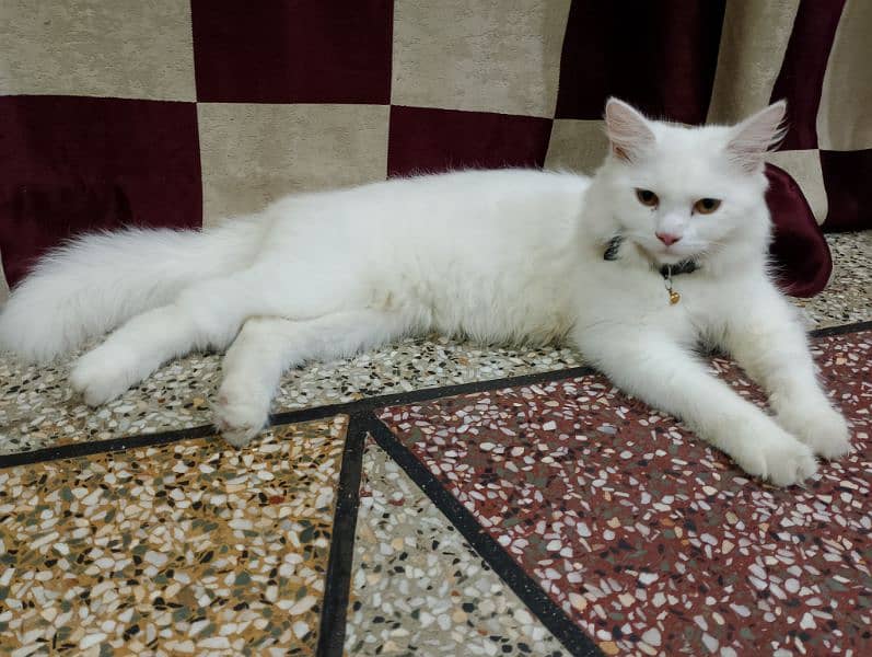 parsian male cat sale Karna hai 8 month ka 5