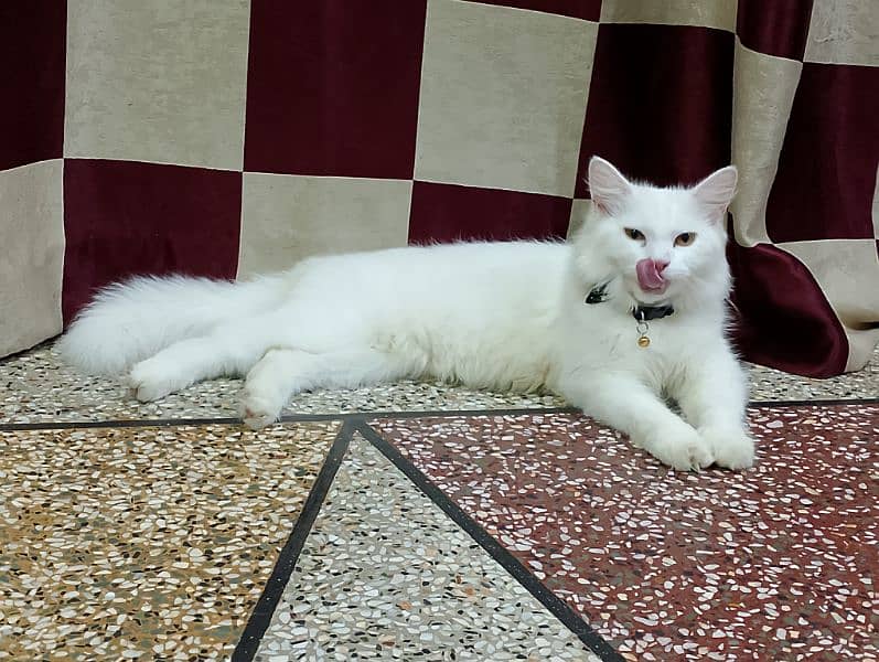 parsian male cat sale Karna hai 8 month ka 7