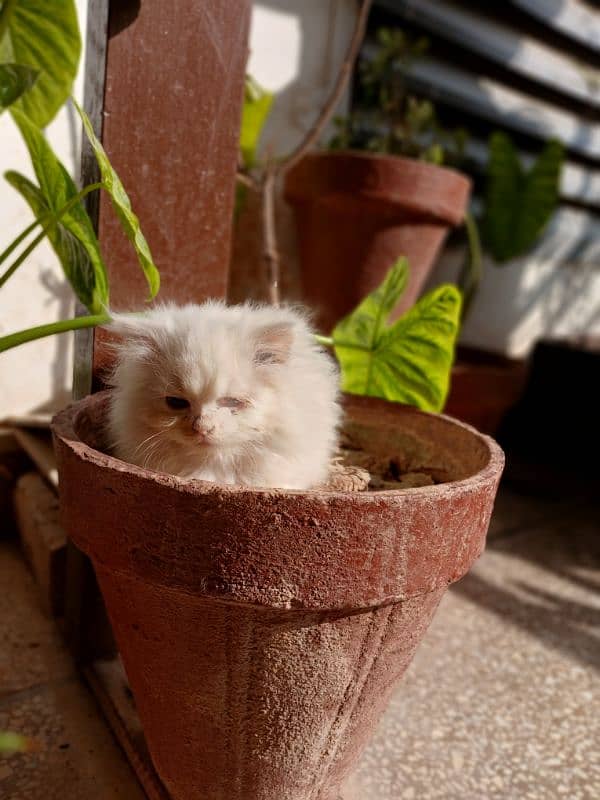 Persian cat 2